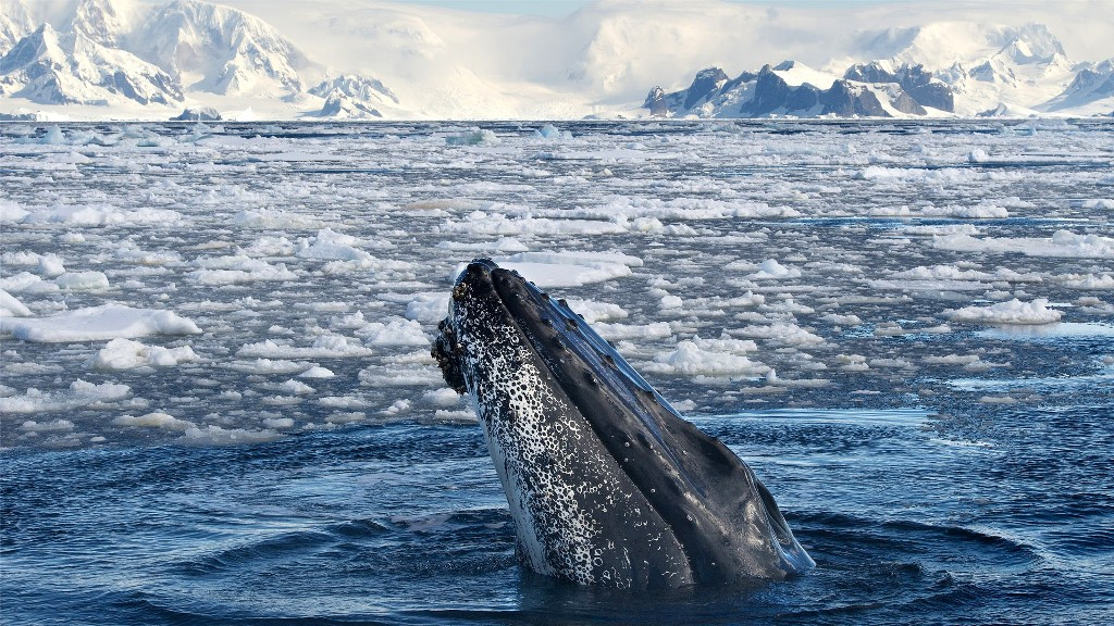 Baleine franche australe