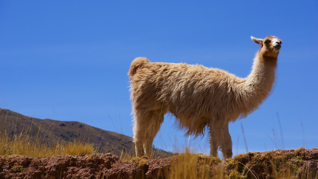 Lama des Andes